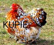 Kura Kochin miniaturowy porcelanowy