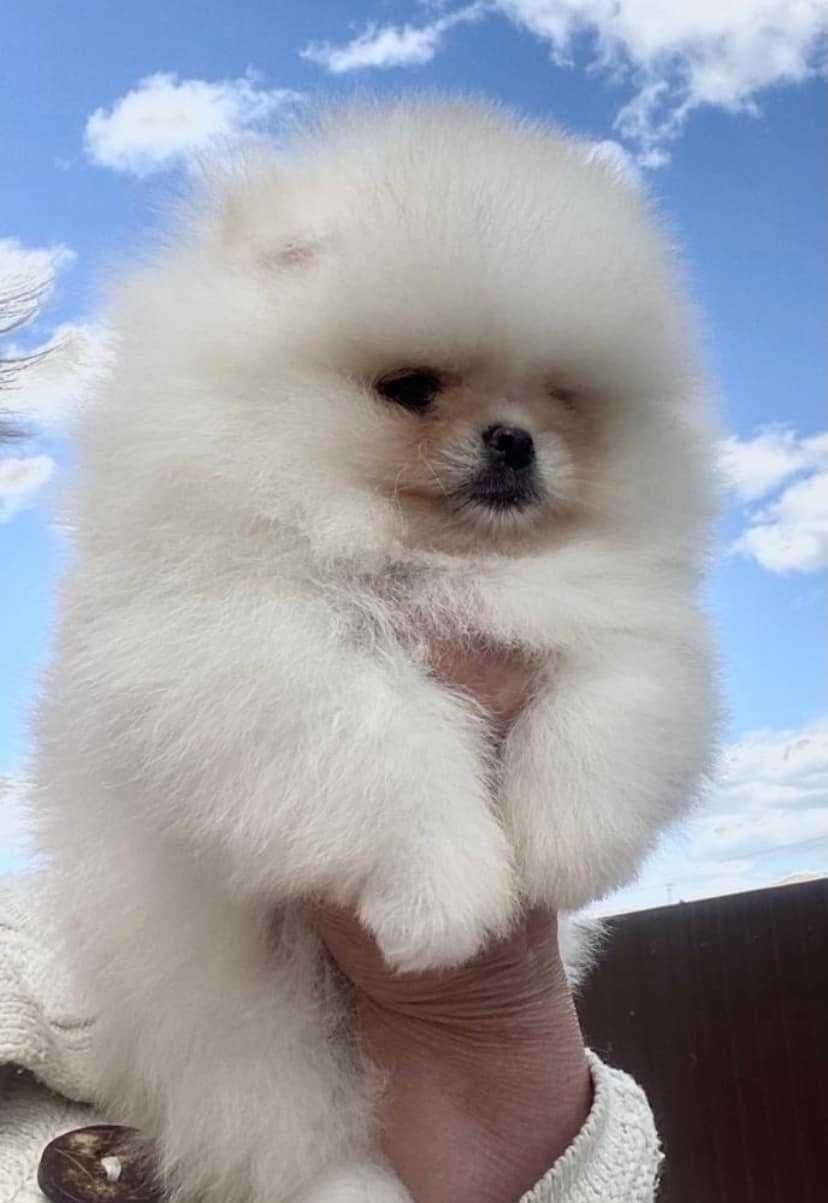 Spitz Alemão Anão MACHO
