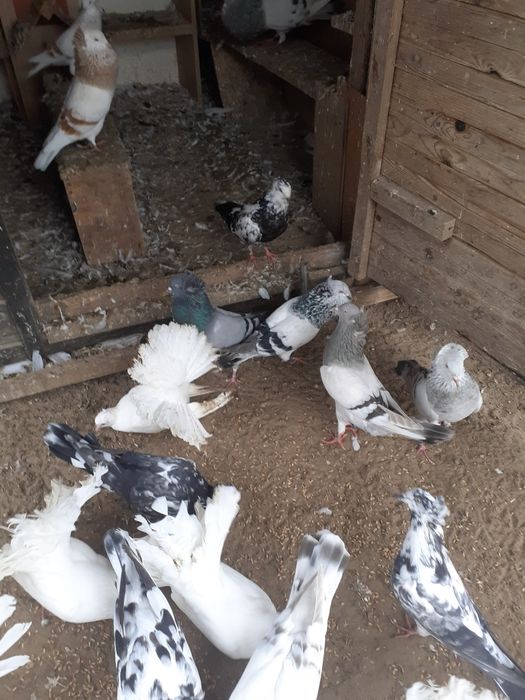 Sprzedam pawiki białe