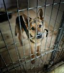 Duży wybór piesków do Adopcji