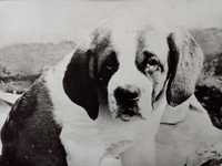 Фото "Собака - малыш-щенок", 1981