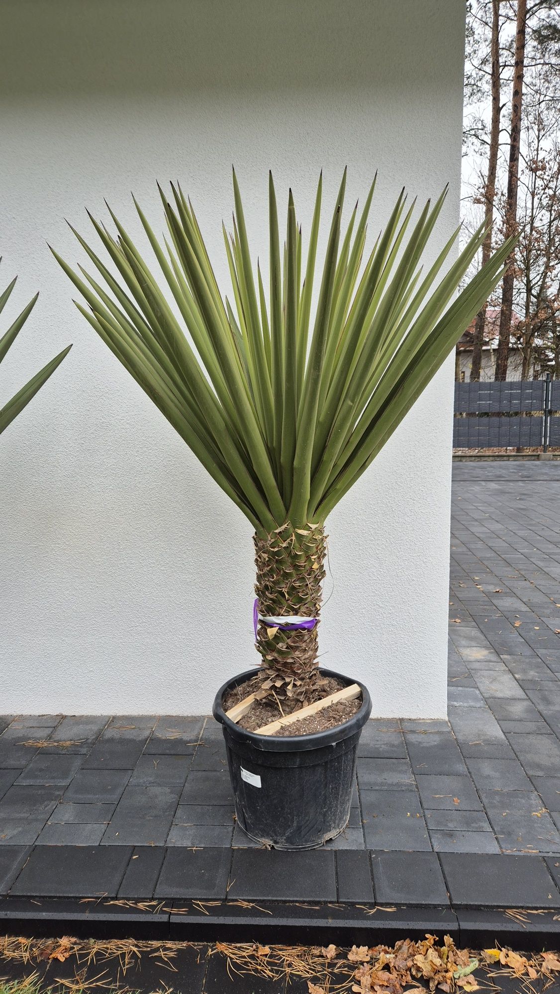 Yucca treculeana - faxoniana , Yucca rostrata. Yucca filifera. Palma