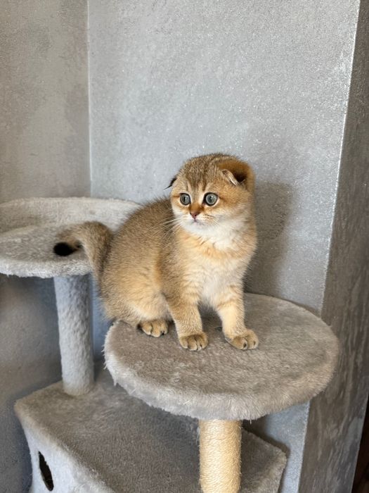 Zwisłoucha szkocka szynszyla, dziewczynka