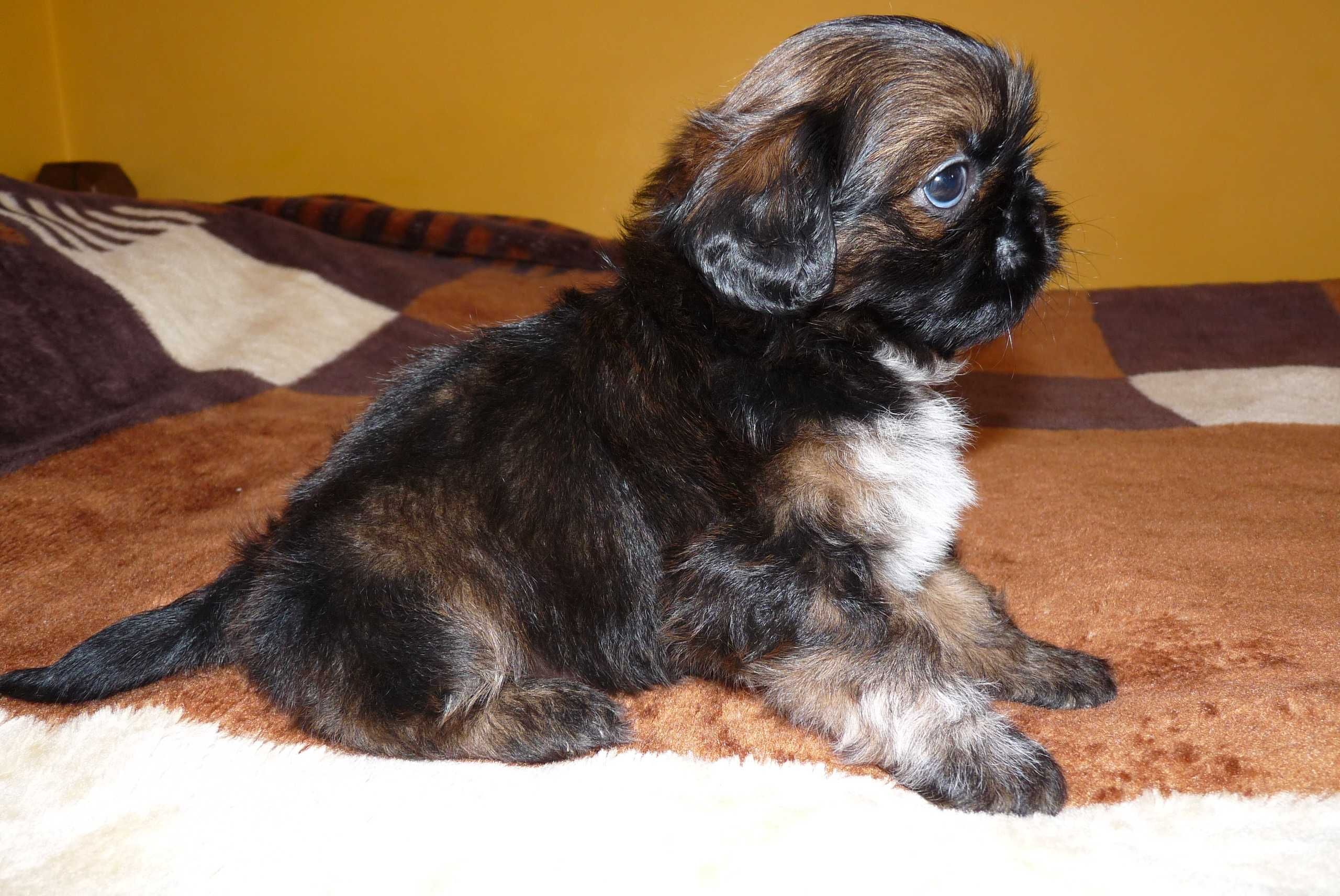 Shih Tzu, piesek Teo do odbioru od 9 sierpnia.