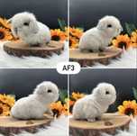 Mini Lop Kroliczek