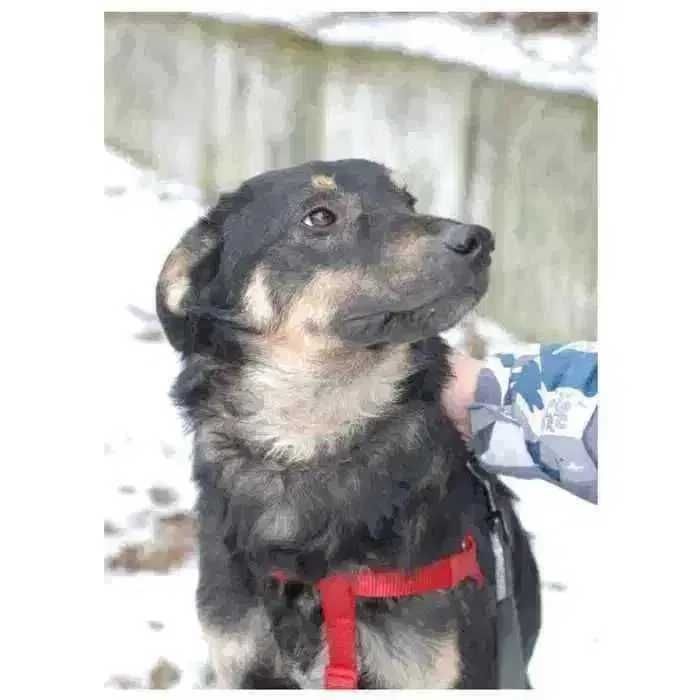 Теодор, дружелюбный активный пес