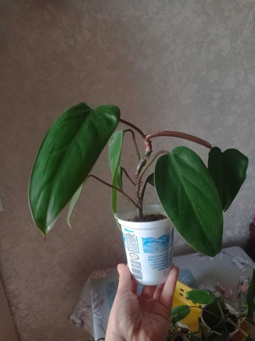 Неймовірно красиві рослини Філодендрон