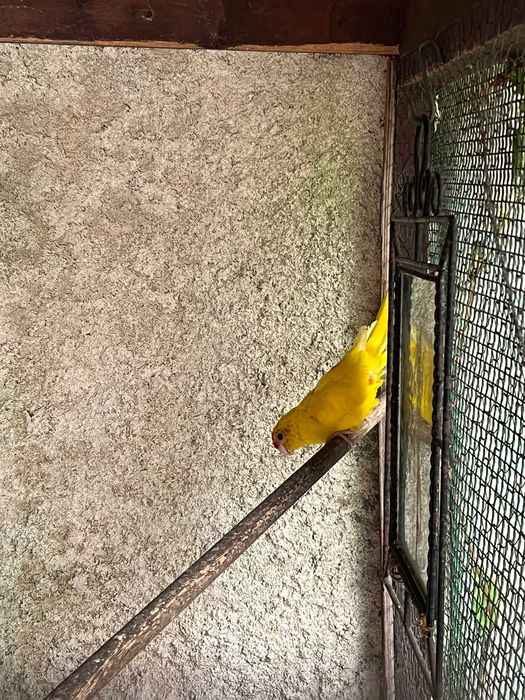 Cedo Kakariki Macho