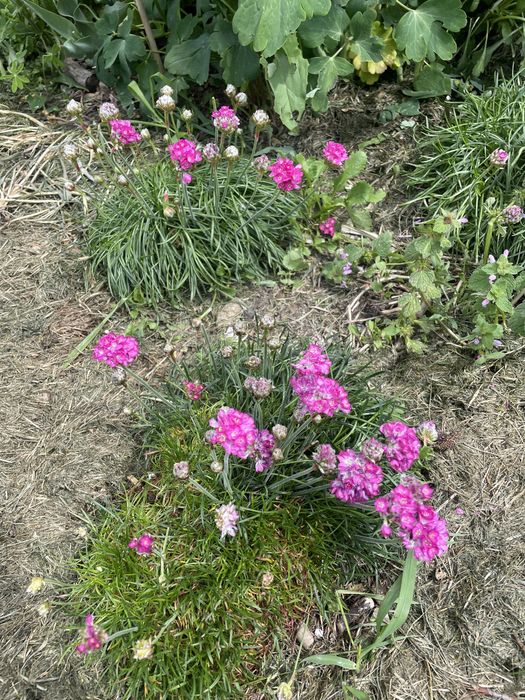 Wielosił,Miodunki byliny wieloletnie