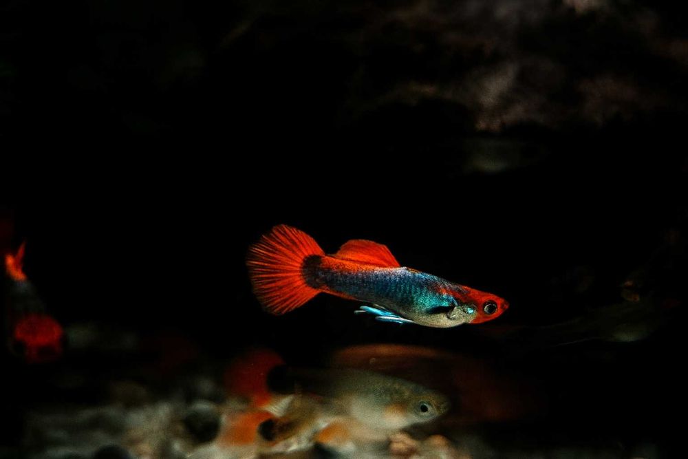 Gupik Kohaku Koi Tuxedo (Poecilia reticulata) – wyjątkowe ubarwienie