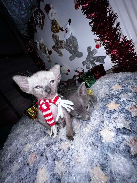 Продам котиків орієнталів