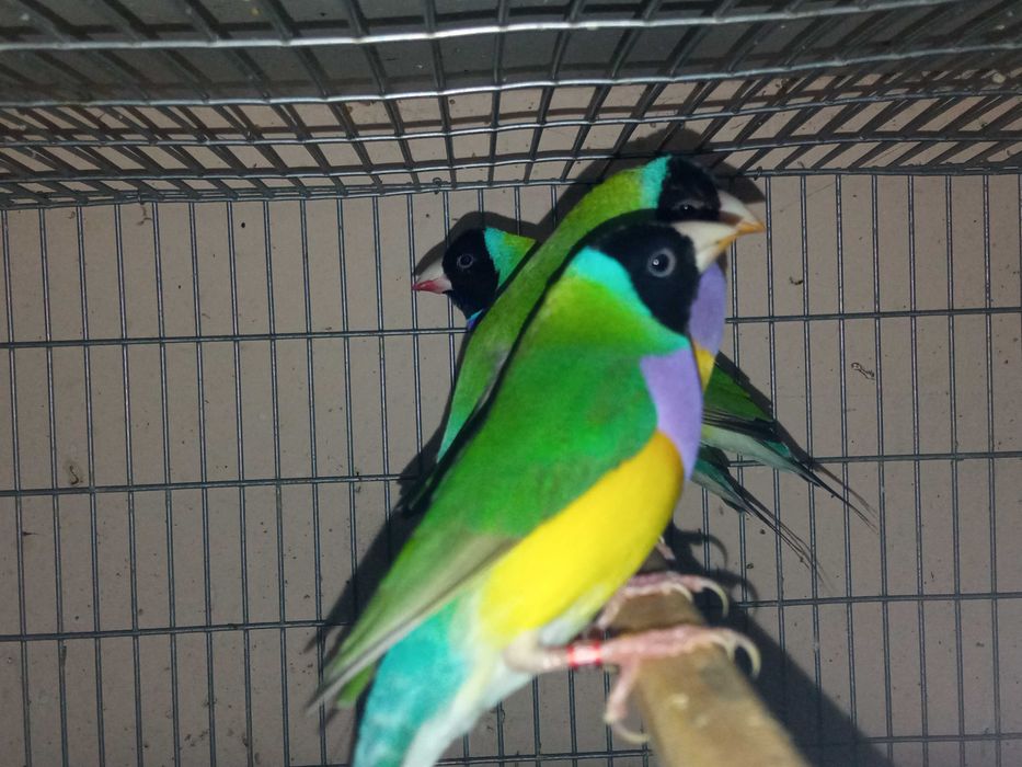 Vendo ou troco Diamantes gould cor verde macho por fêmea