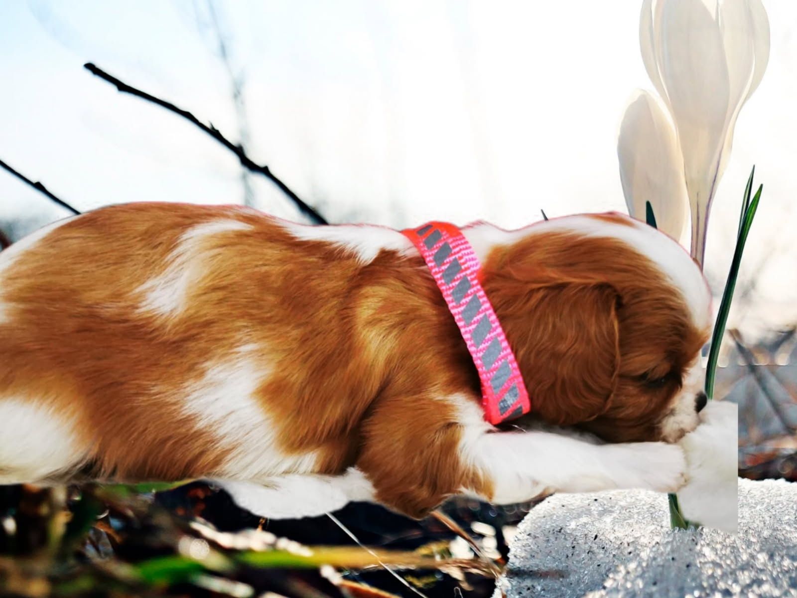 Cawalier King Charles spaniel suczka do rezerwacji badania genetyczne