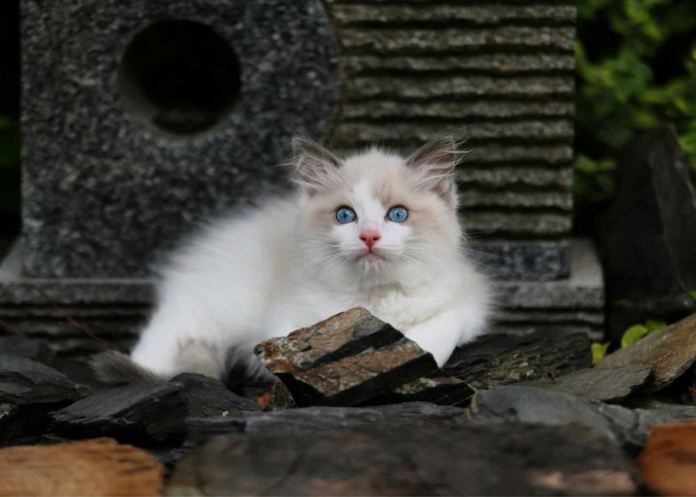 Ragdoll cudny chlopczyk :)