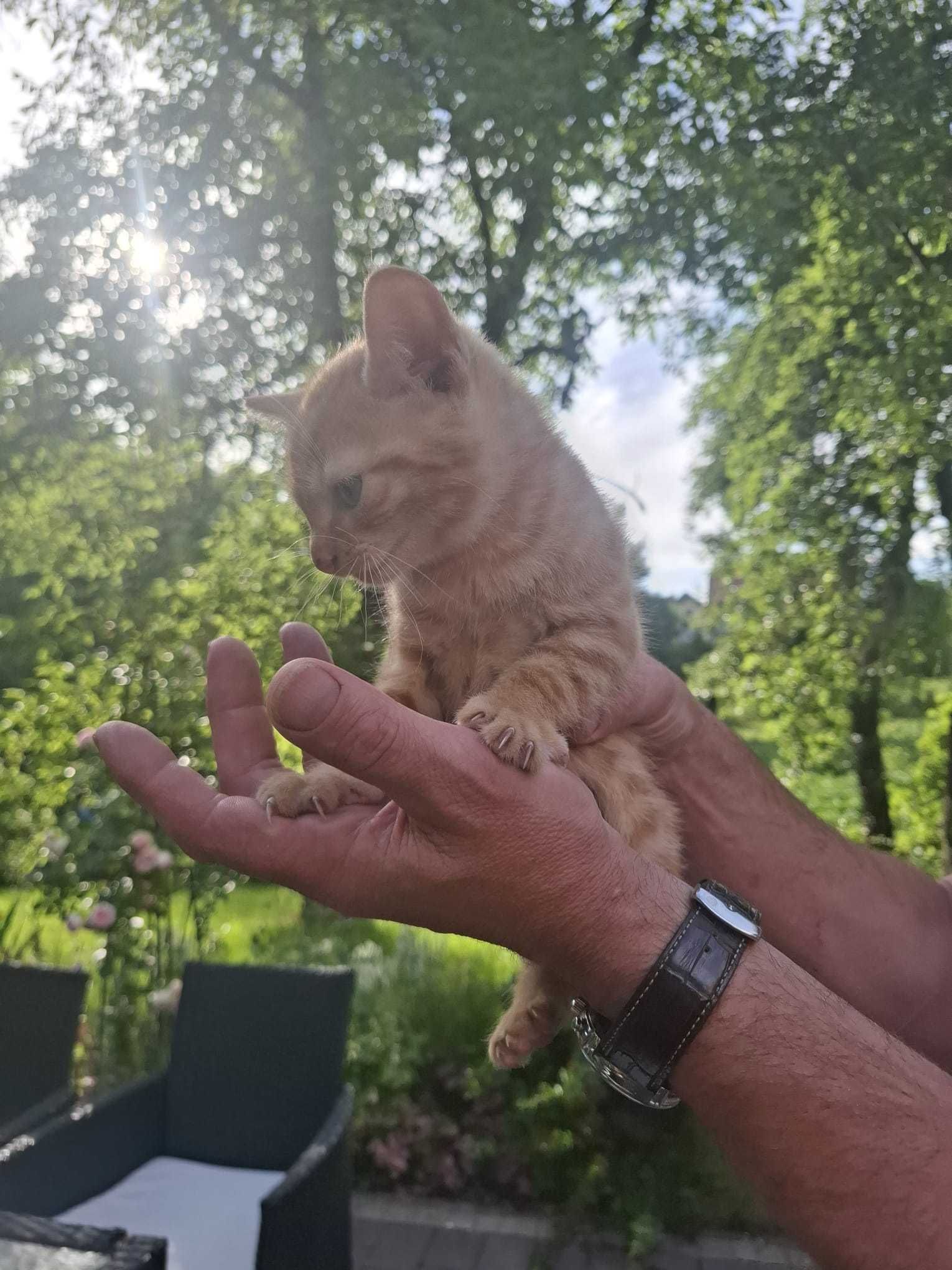 Oddam dwa ŚLICZNE KOTKI w dobre ręce – czarnego i rudego kocurka