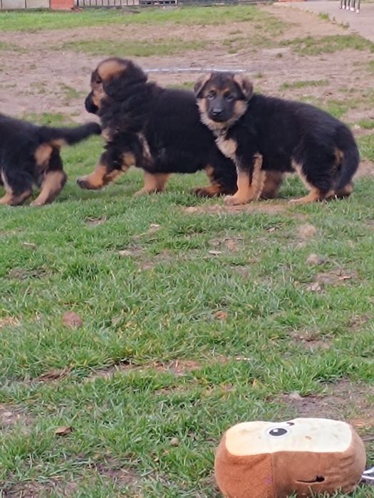 Owczarek niemiecki krótkowłosy suczka