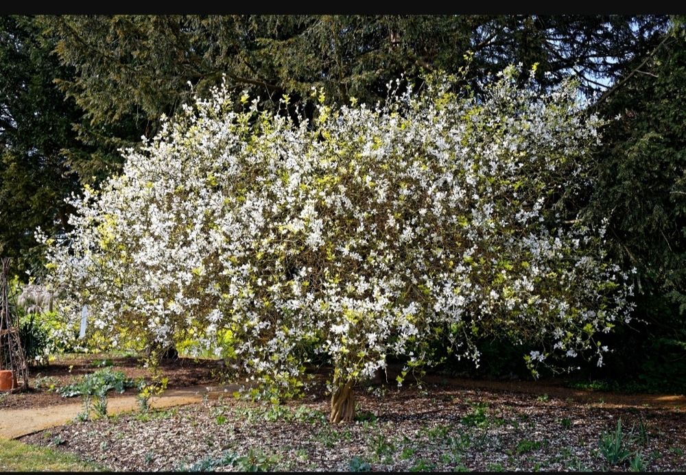 Трифоліата звичайна