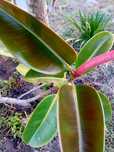 A'rvore borracheira Ficus Ela'stica