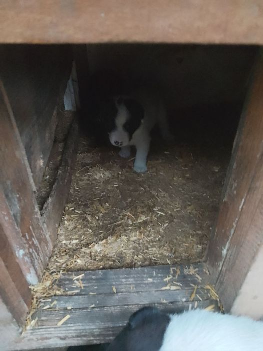 Śliczne, łaciate szczenięta do adopcji