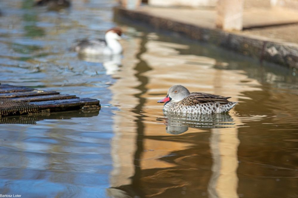 Kaczki ozdobne-CYRANECZKI PŁOWE pary i samce 2025