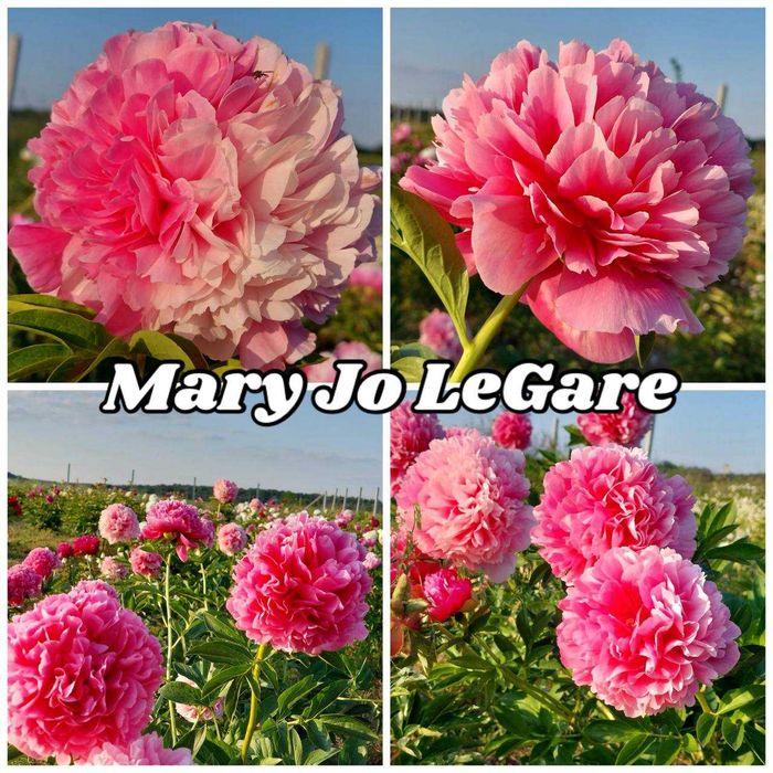 Півоній. Пионы, Ціна по закупці в Голландії