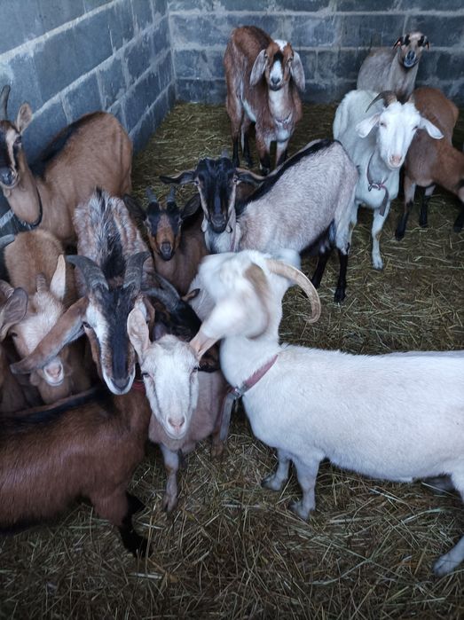 Sprzedam kozy i owce