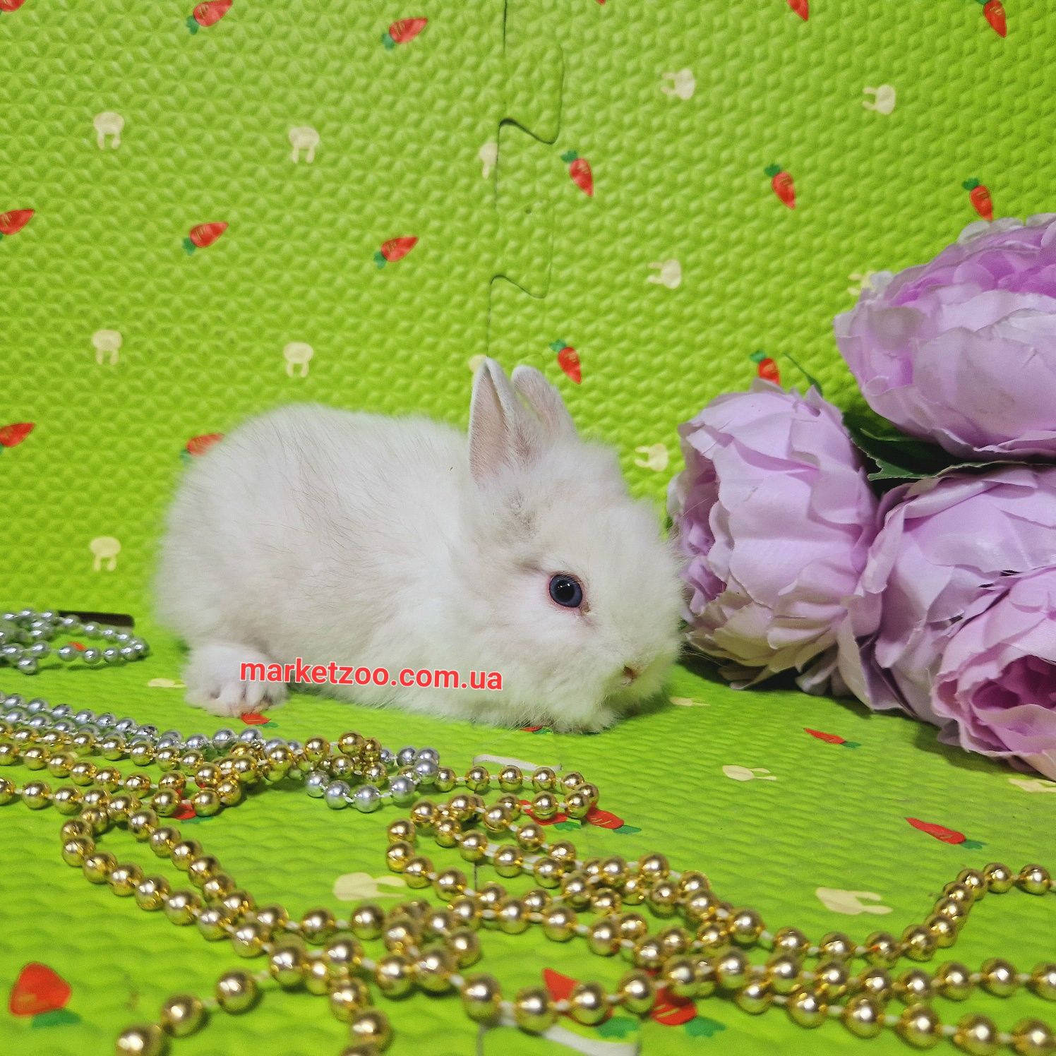 мини мiнi mini lionhead карликовый карликовые кролик кролики