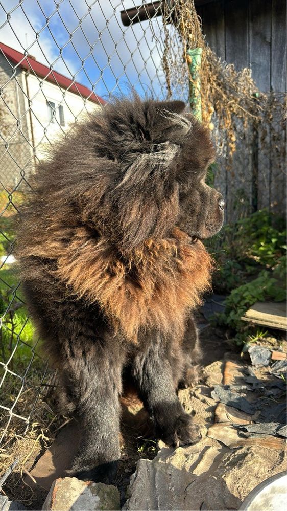 Chow chow Dorosly Piesek