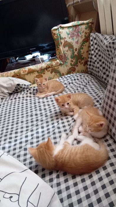 Отдам рыжих котяток)))