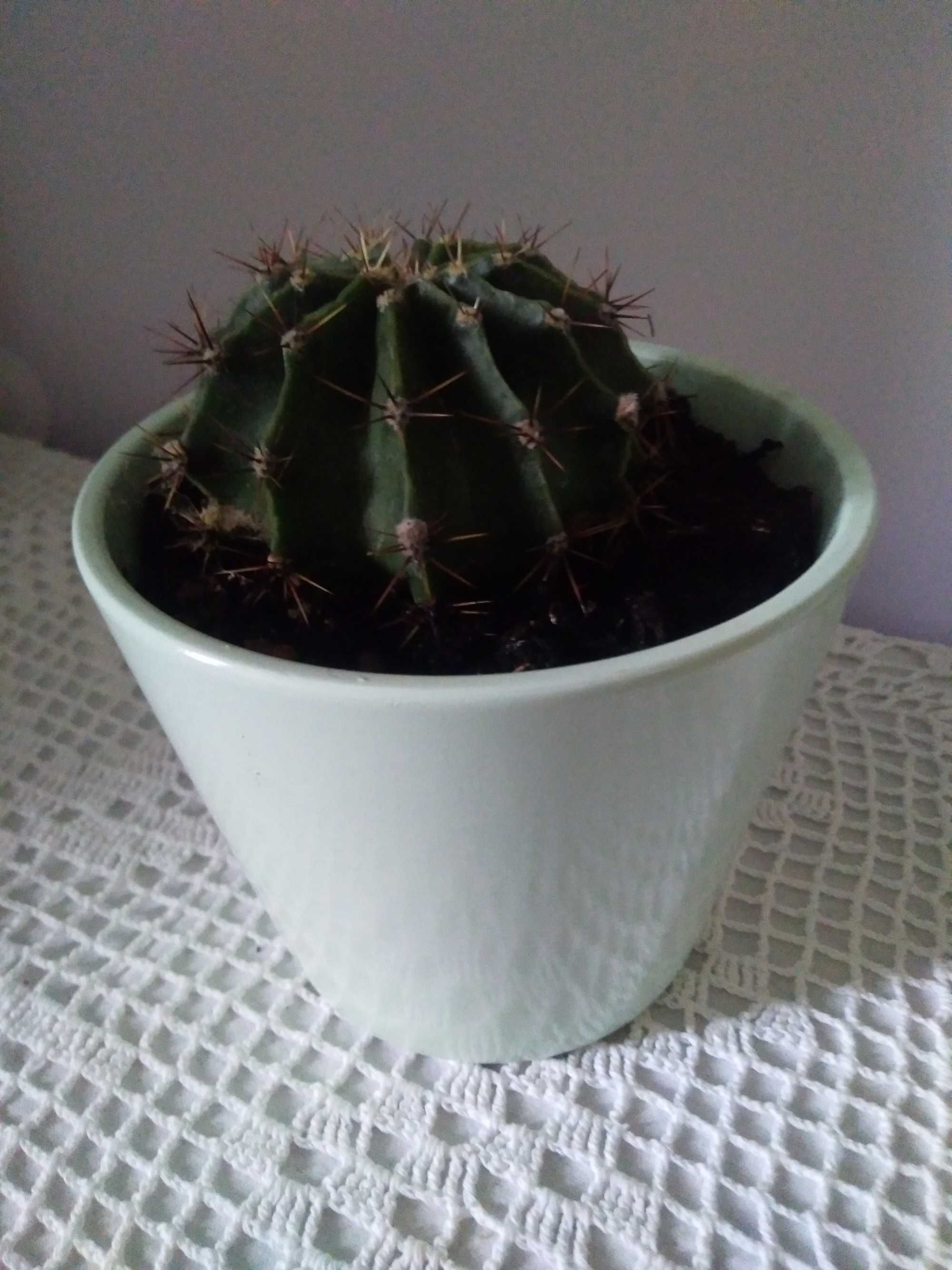 Echinopsis kwitnący kaktus roślina żywa doniczkowa zielona