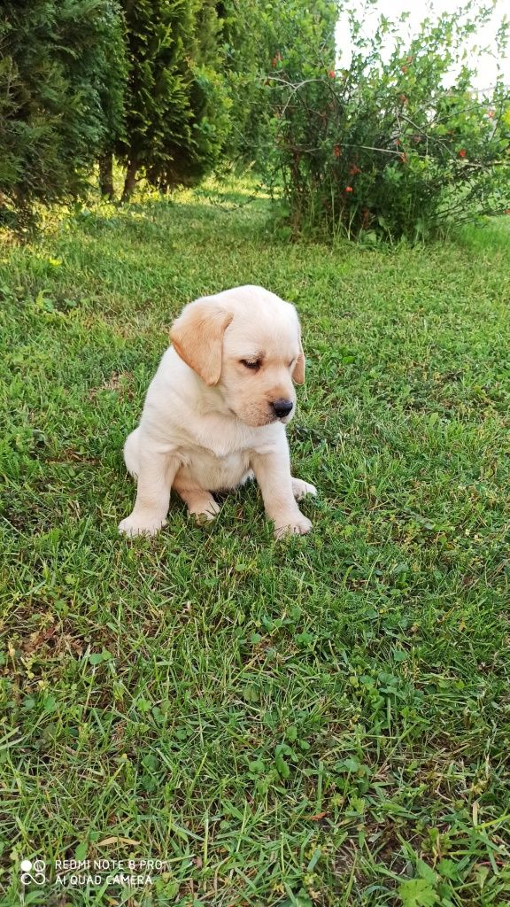 Labrador biszkoptowy suczka