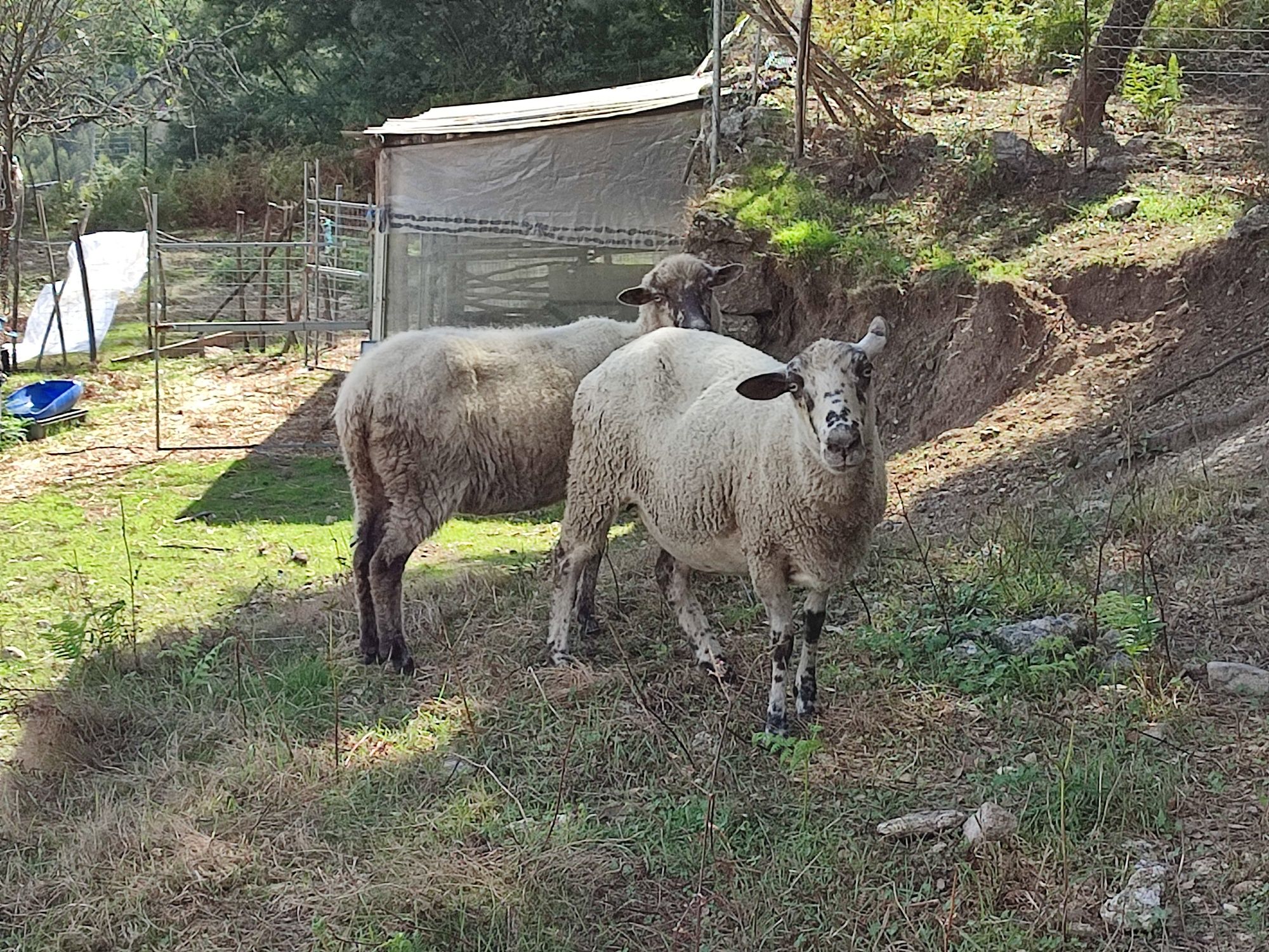 2 Ovelhas para Venda