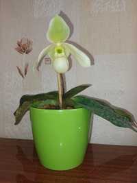 Paphiopedilum bellatulum(пересорт). Пафиопедилум. Орхидея.
