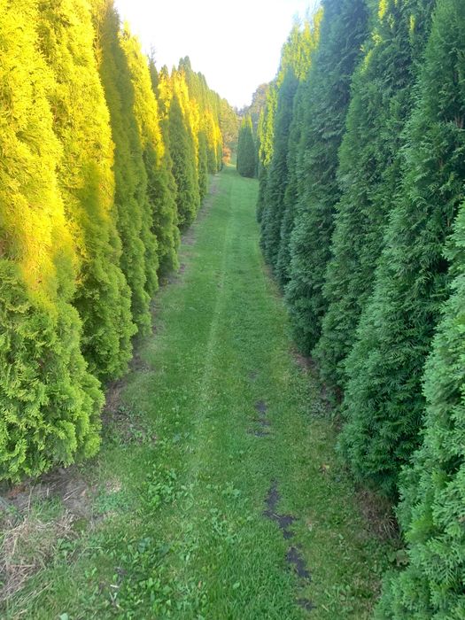 Tuja - Tuje Szmaragd - duże - 250 cm - producent