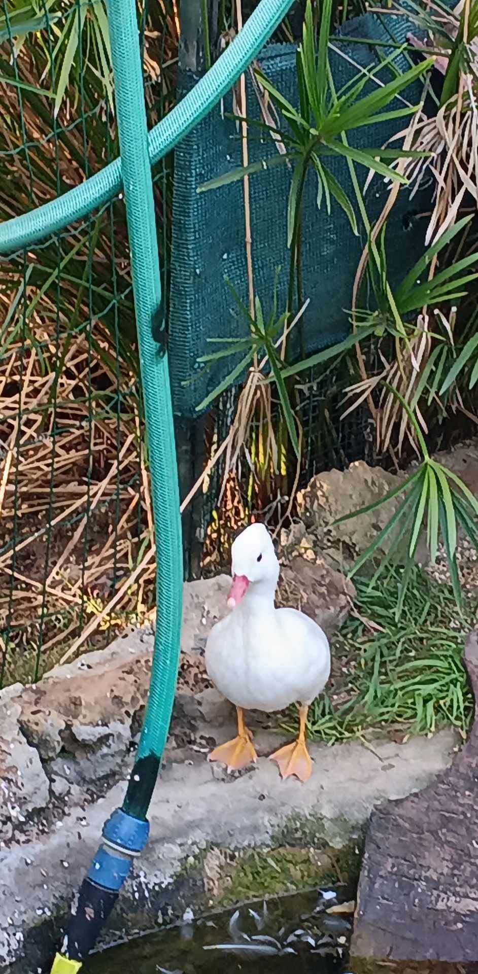 rosicolis e patos mandarins