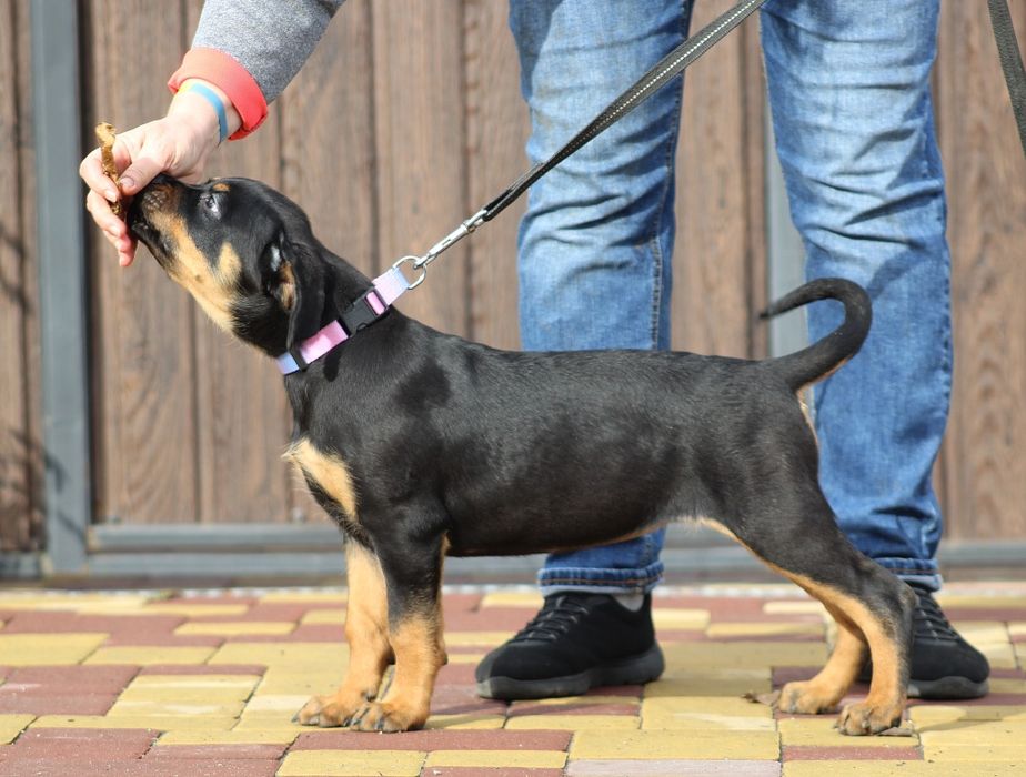 Перспективна дівчинка ротвейлер