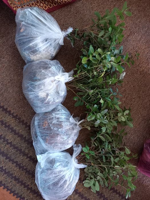 Брусниця, чорниця, верес саджанці