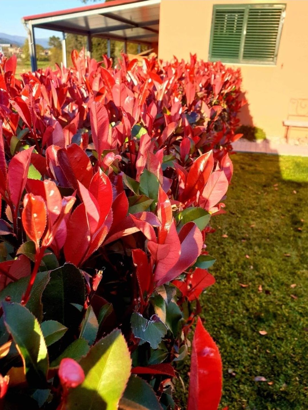 Photinias Red Robin