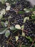 Aronia owoce z własnego ogrodu
