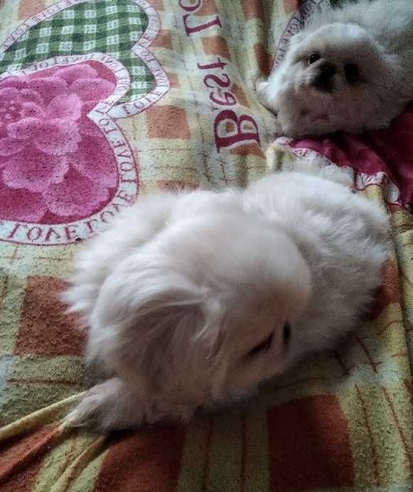 Найкращі Білі Королівські Пікінеси Нового Типу