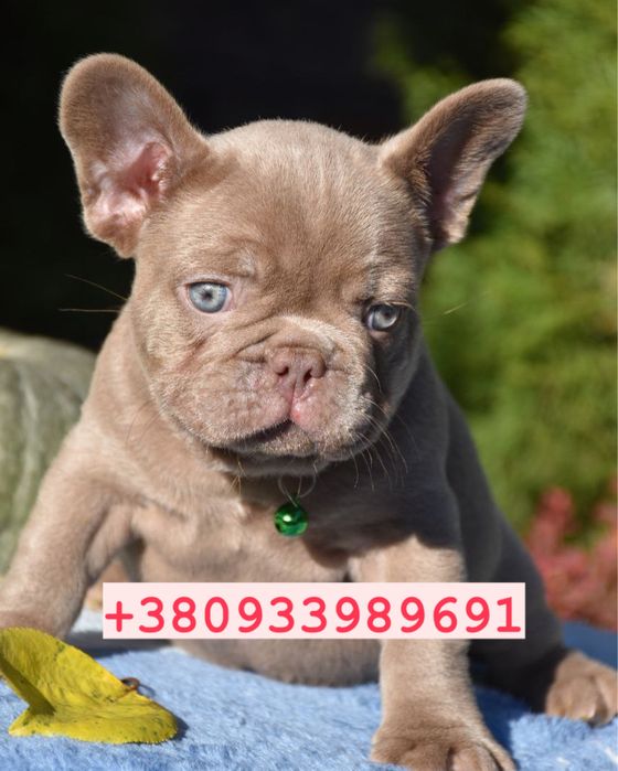 Люкс французики шоу класса