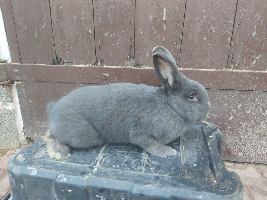 Wiedeński niebieski, króliki, królik, samiec,  WN