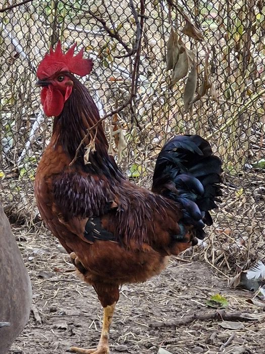 Півень.   Півні.