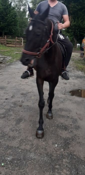 Klacz  5  letnia