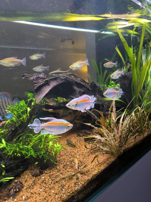 Congo tetra adulto