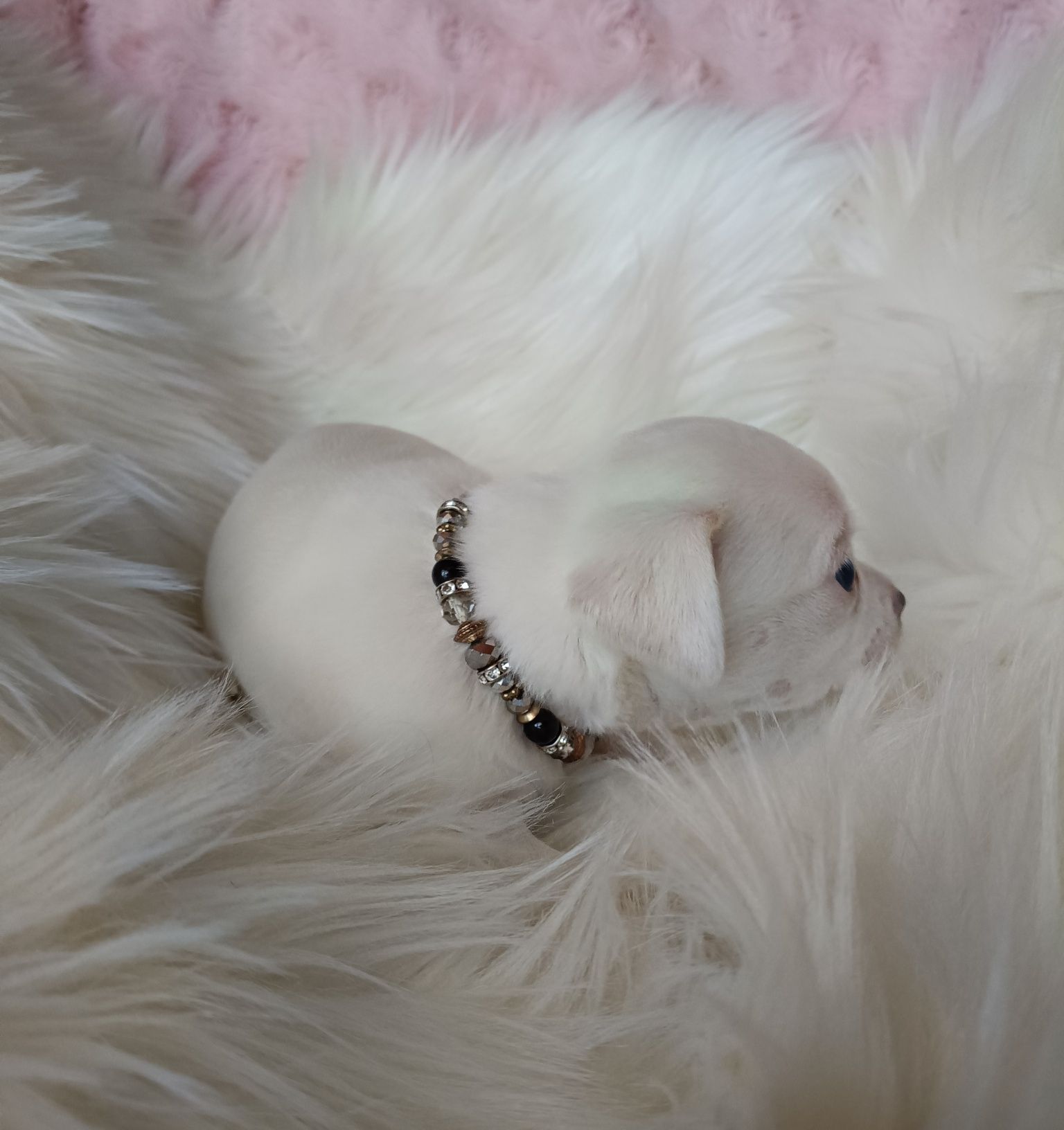 Chihuahua piesek