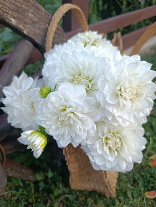 Жоржини(георгини)