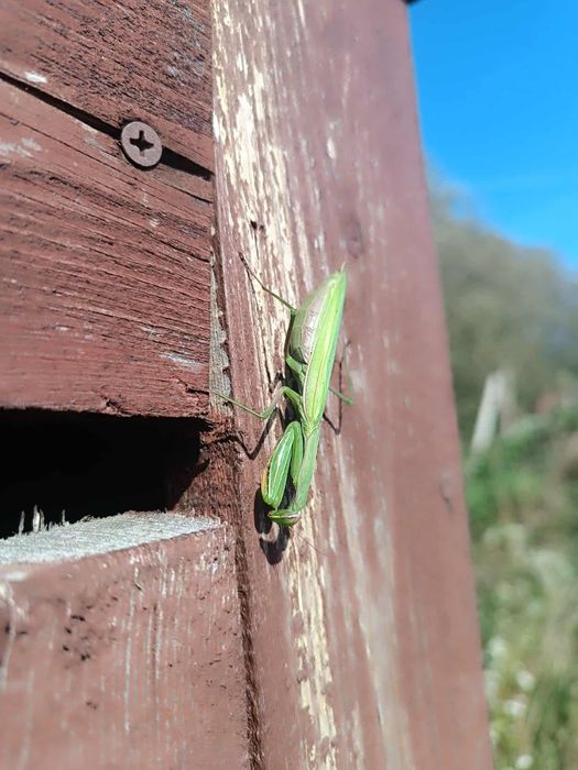 Wychodek na budowę toi toi
