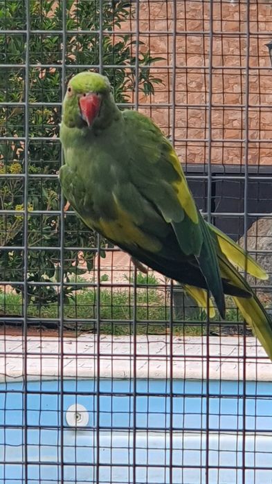 Ring Neck varios