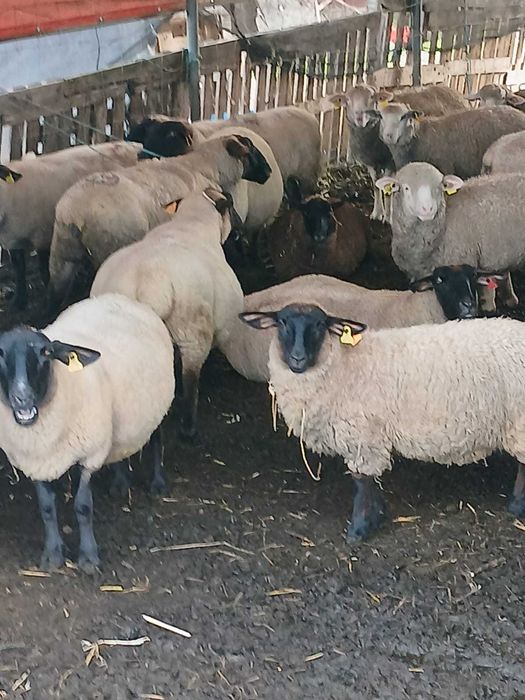 Vendo 125 Ovelhas